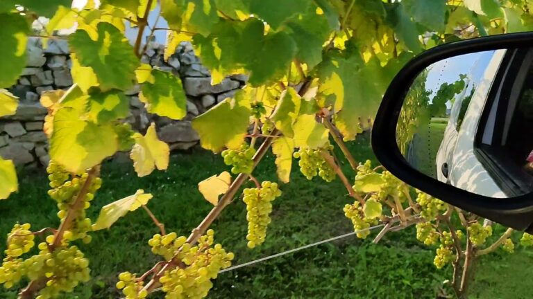 Cursos de Jardinería en Villanueva de la Cañada: Opciones y Oportunidades