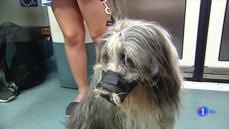 Normativas para propietarios de perros en Majadahonda