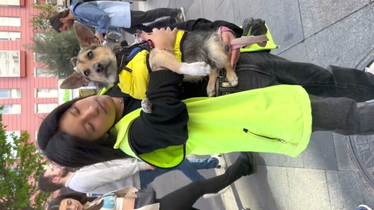 Normativas para Tener un Perro en Boadilla del Monte