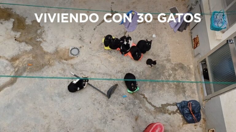 Gu&iacute;a para Denunciar el Maltrato Animal en Pozuelo de Alarc&oacute;n