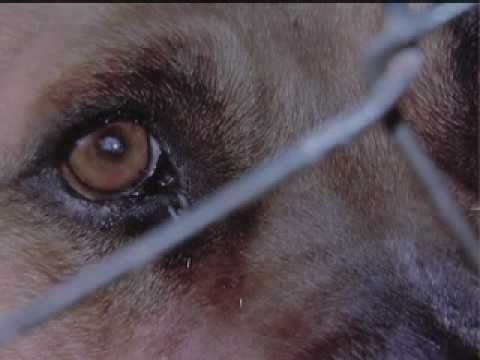C&oacute;mo denunciar el maltrato animal en Legan&eacute;s